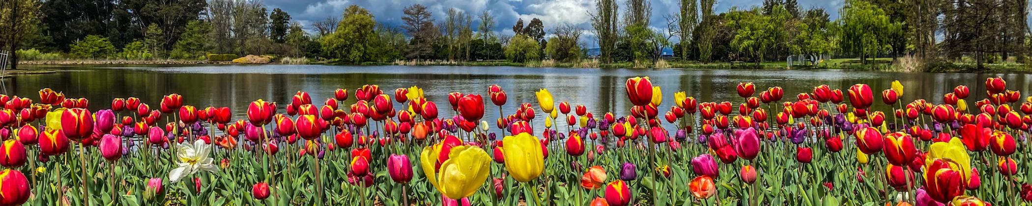 A very colourful image of tulips and a view of the lake in the background taken from Floriade which is the spring flower show in Canberra. Photo by Lauren Sutherland.